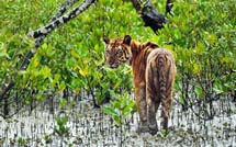 All About Sundarbans Mangroves Forest 